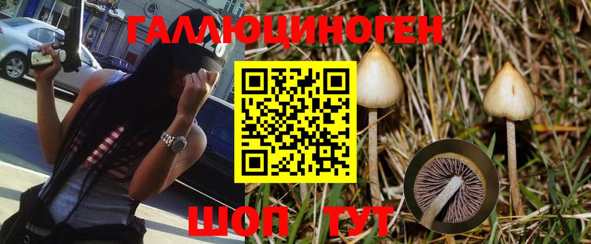 Галлюциногенные грибы Psilocybine cubensis Биробиджан